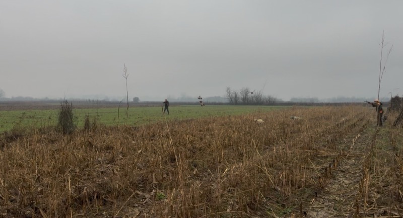 Campi nella nebbia mattutina