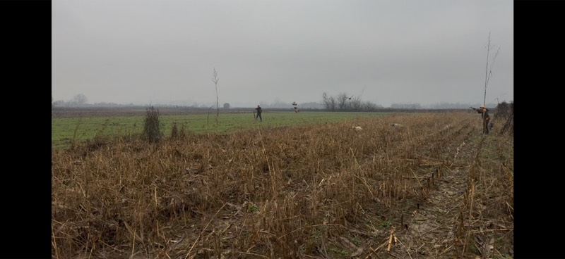 Caccia nella nebbia