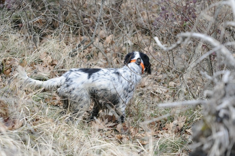 Setter in ferma